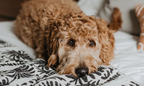 a dog laying on a bed